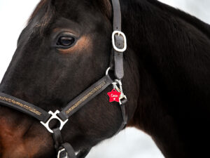 Stern Marke: Individuell